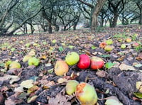 No bad apples as firm shows Badshot Lea orchard some TLC