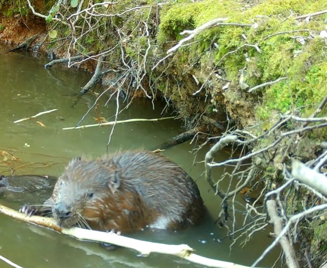 Honour of naming first beavers in 400 years falls to Beavers