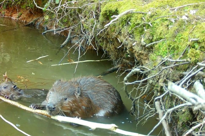 Beaver kit eating, Ewhurst Park, November 2024.