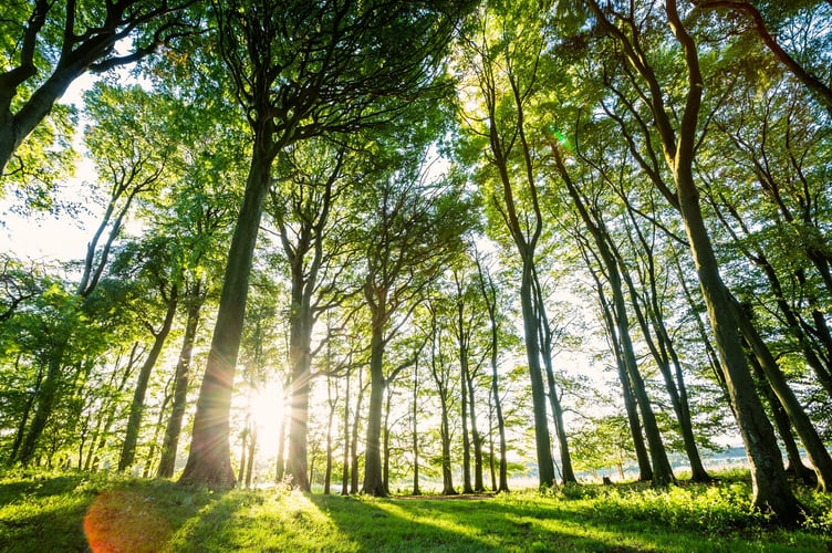 Trees in South Downs National Park