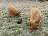 Pigs Sprite and Tango hog the limelight as they leave Birdworld farm