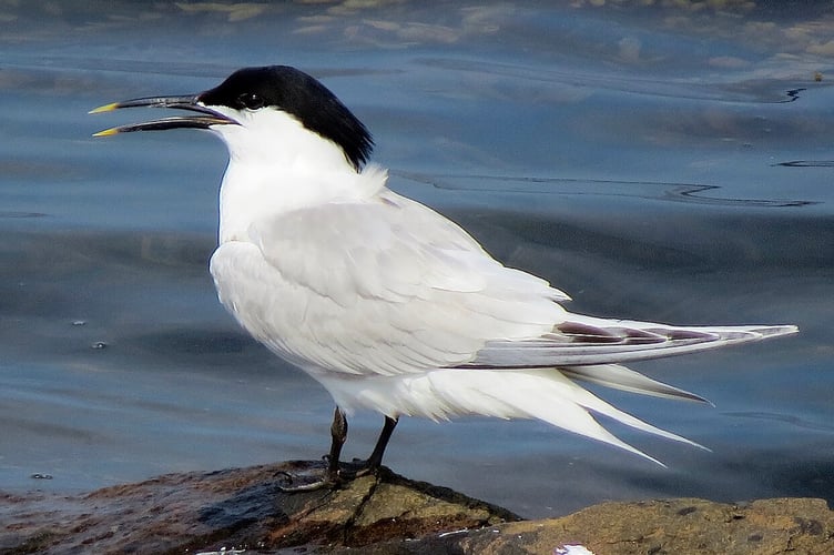 Sandwich Tern Tice's Meadow