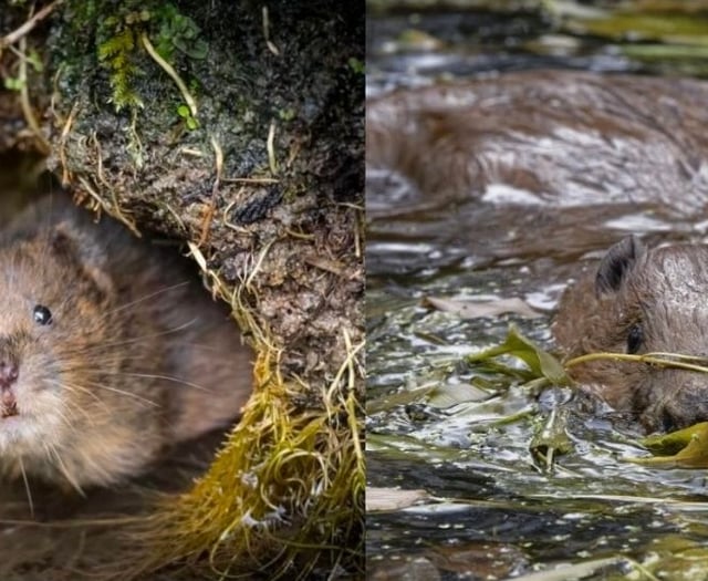 How voles and beavers are making a comeback in the South Downs