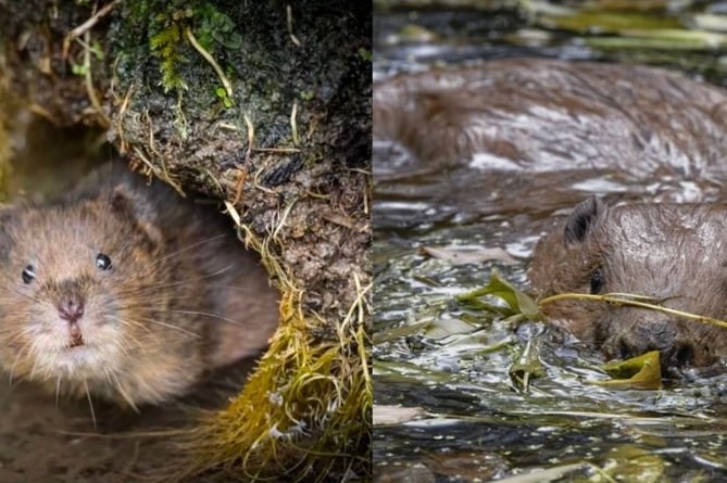 Voles beavers South Downs