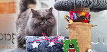 A purrfect Christmas at Longcroft Luxury Cat Hotel in Liphook