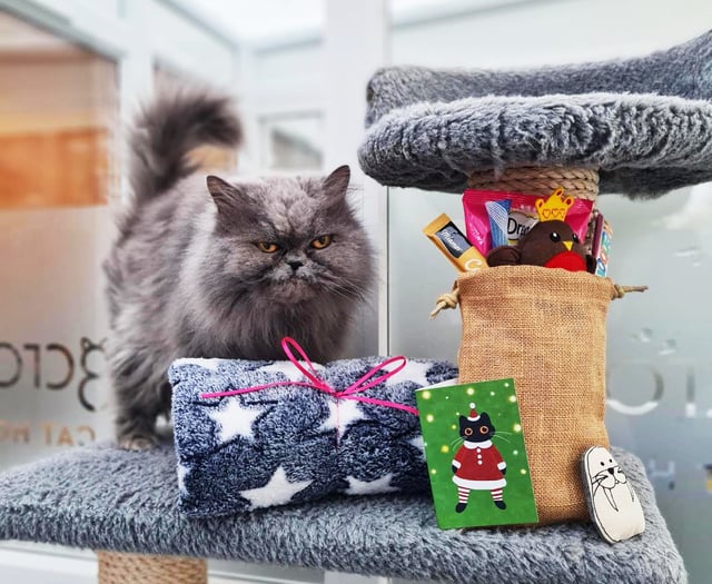 A purrfect Christmas at Longcroft Luxury Cat Hotel in Liphook