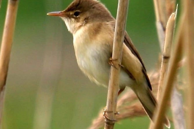 Reed Warbler Tice's Meadow