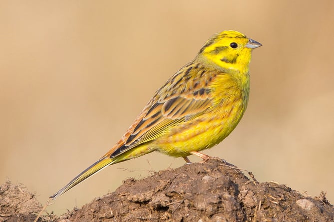 Yellowhammer Tice's Meadow