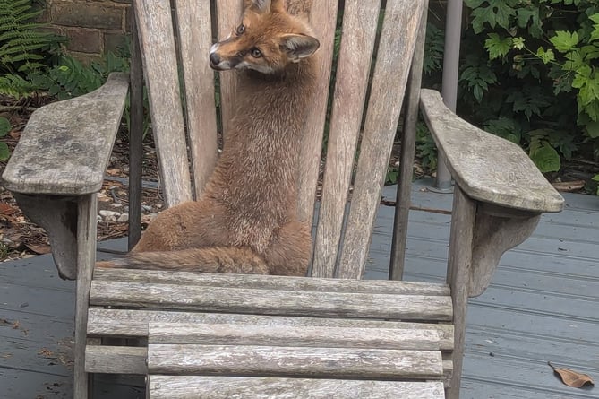 RSPCA Surrey fox stuck in slats of wooden chair