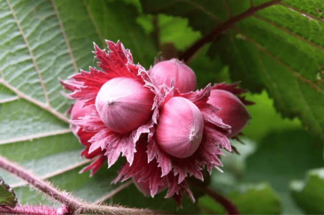 Filbert nut shrub tree.