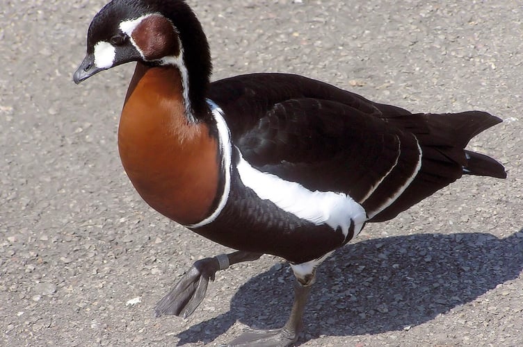 Red Breasted Duck Tice's Meadow