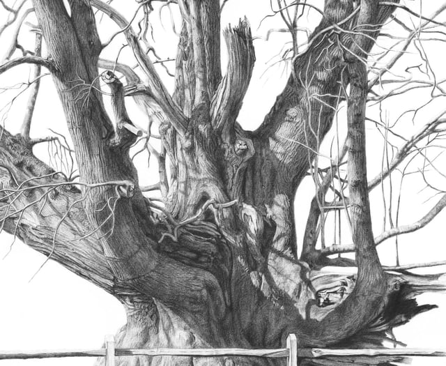 Beautiful nature drawings in charcoal on show at Gilbert White's House